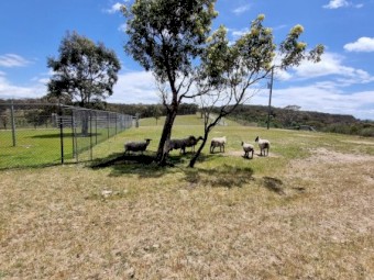 Black face Suffolk sheep