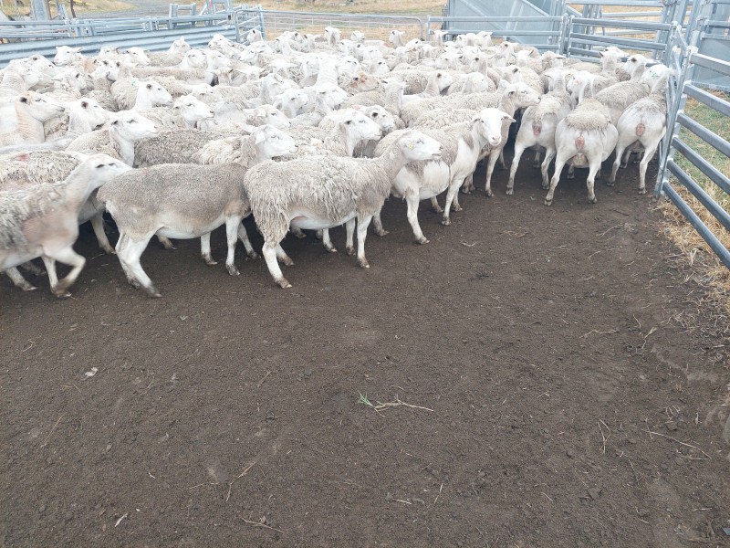 White Dorper Ewes 95 head Station Mated to White Dorper Rams