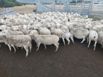 White Dorper Ewes 95 head Station Mated to White Dorper Rams