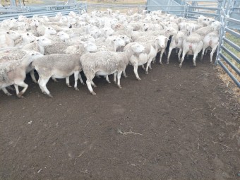 White Dorper Ewes 95 head Station Mated to White Dorper Rams