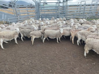 White Dorper Ewes 95 head Station Mated to White Dorper Rams