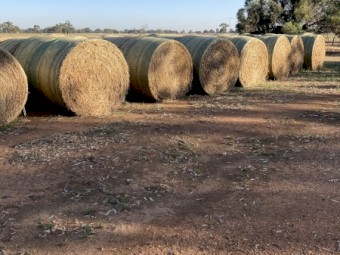 110 x Pasture Hay 5x4 Rolls (New Season 22/23)