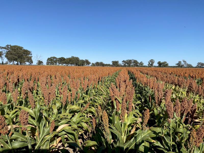 100mt Sorghum Grain