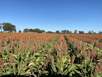 100mt Sorghum Grain
