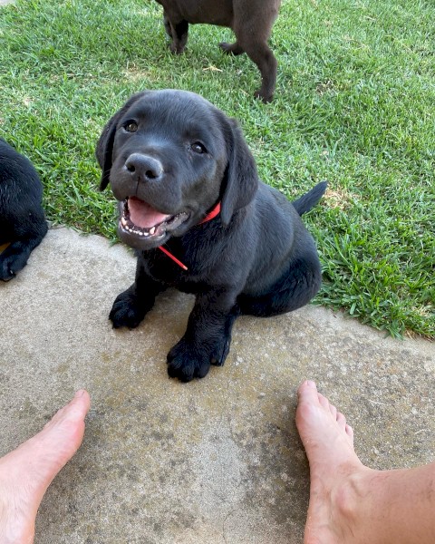 Purebred Labradors x 2