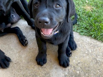 Purebred Labradors x 2