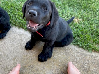 Purebred Labradors x 2