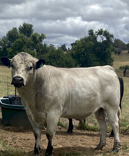 Speckle Park Bull | Farm Tender