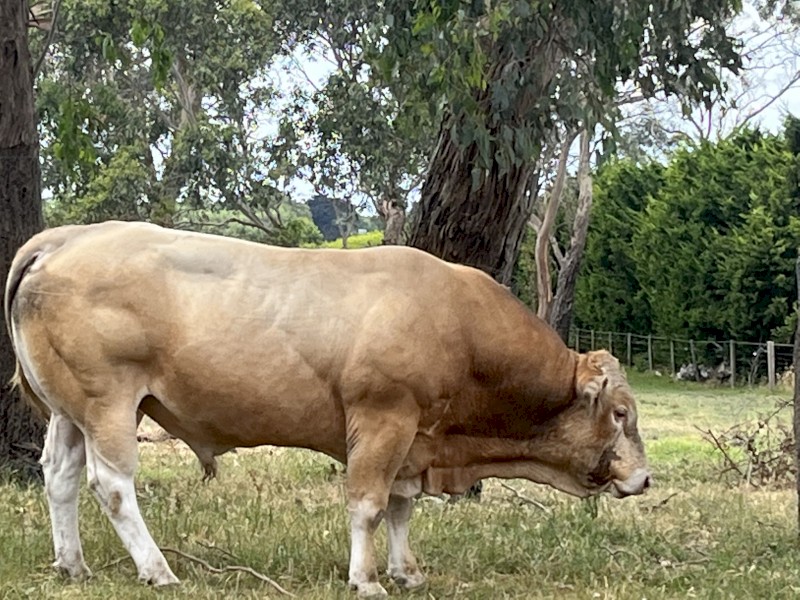 Bull -Blonde d’Aquitaine 