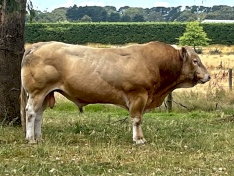 Bull -Blonde d’Aquitaine 