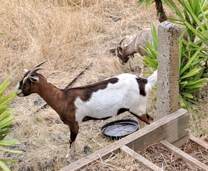 Saanen Cross Alpine and Boer Goats