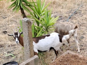 Saanen Cross Alpine and Boer Goats