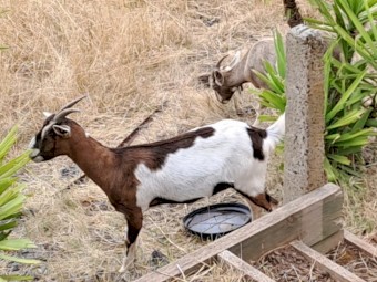 Saanen Cross Alpine and Boer Goats