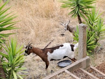 Saanen Cross Alpine and Boer Goats