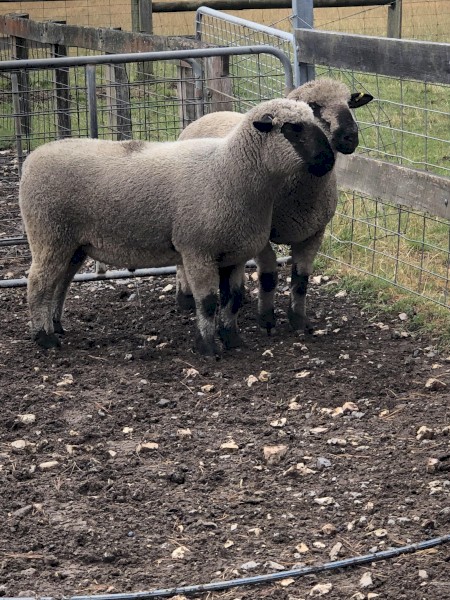 2021 Drop Hampshire Down Rams