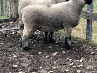 2021 Drop Hampshire Down Rams