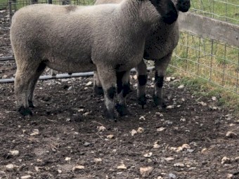 2021 Drop Hampshire Down Rams