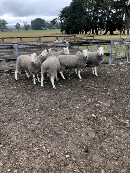 2021 Border Leicester Rams