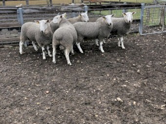 2021 Border Leicester Rams