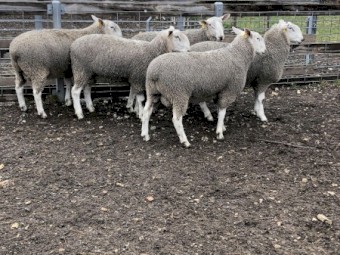 2021 Border Leicester Rams