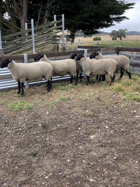 2021 Drop Suffolk Rams