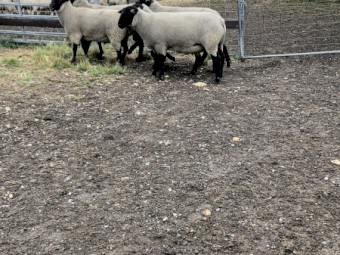 2021 Drop Suffolk Rams