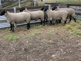 2021 Drop Suffolk Rams