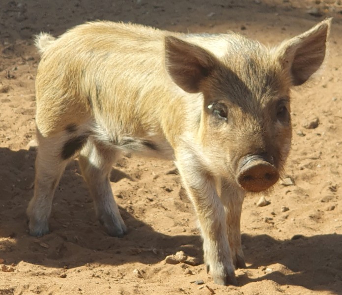 Australian miniature piglets 