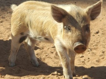 Australian miniature piglets 