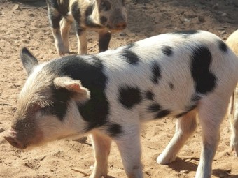 Australian miniature piglets 
