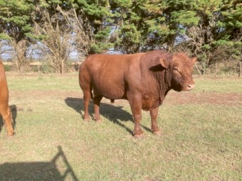 Angus Bull