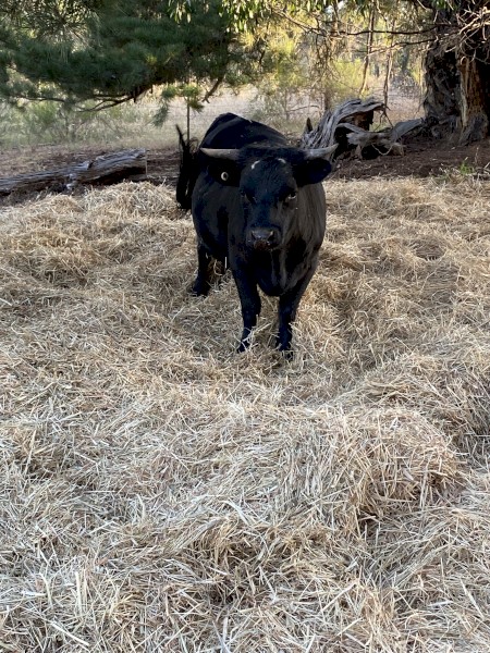 Dexter Heifer