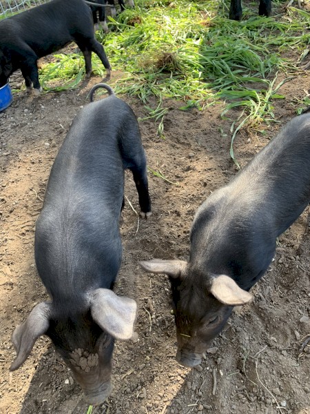 Free Range Berkshire Pigs for Sale