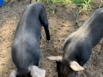 Free Range Berkshire Pigs for Sale