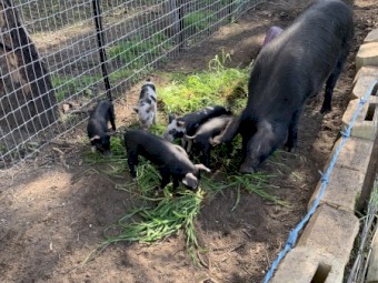 Free Range Berkshire Pigs for Sale