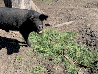 Free Range Berkshire Pigs for Sale