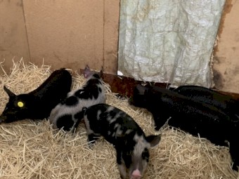 Free Range Berkshire Pigs for Sale
