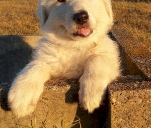 Maremma Puppies Purebred Guardians in-training