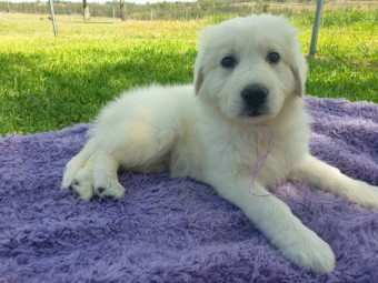 Maremma Puppies Purebred Guardians in-training