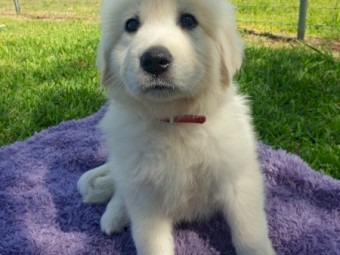 Maremma Puppies Purebred Guardians in-training