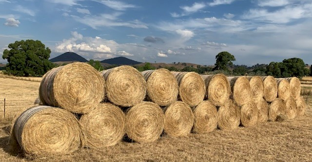 Grass Hay 4ft Round Bales