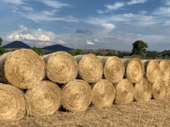Grass Hay 4ft Round Bales