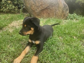 Black and Tan Kelpie/Collie Cross Pups