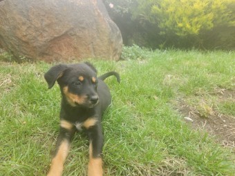 Black and Tan Kelpie/Collie Cross Pups