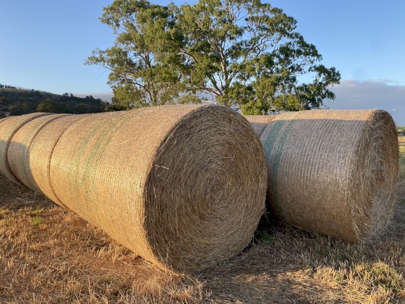 Rye Pasture Hay 5ft Rounds with Feed Test