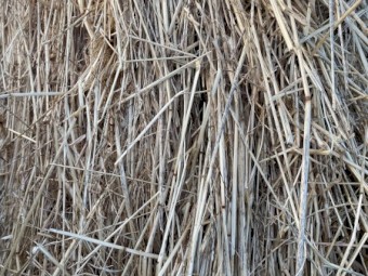 Rye Pasture Hay 5ft Rounds with Feed Test