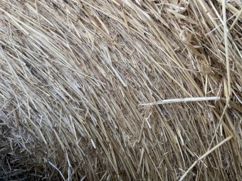 Rye Pasture Hay 5ft Rounds with Feed Test