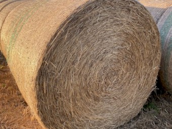 Rye Pasture Hay 5ft Rounds with Feed Test