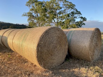 Rye Pasture Hay 5ft Rounds with Feed Test