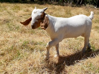 FULL BLOOD BOER GOAT BUCKLING